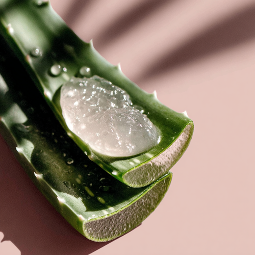 Aloe vera